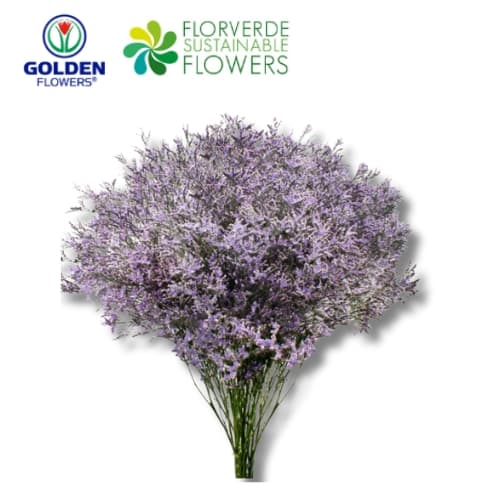 Limonium (lmbl) Blue 80cm