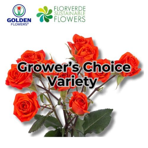 Spray Rose (2sor) Orange 50cm