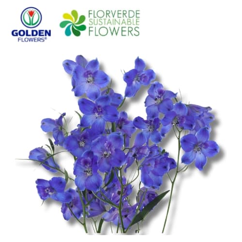DELPHINIUM BLUE SPRAY (D3BL) 60CM