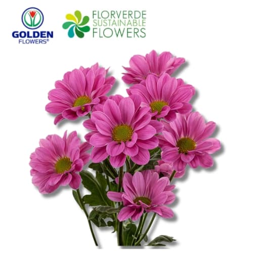 Daisy Plasma (dadp) Pink - Dark 75cm