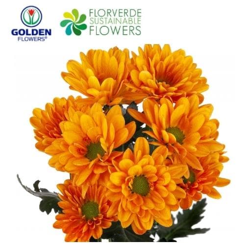 Daisy Vitamin C (daor) Orange 75cm