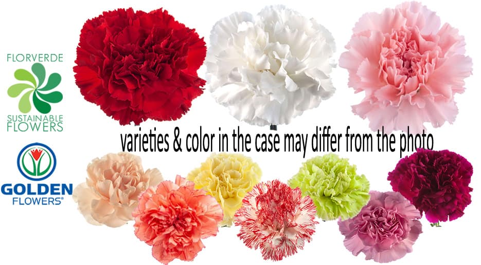 Carnation (s2at)-1dp,2nc,1pk,1rd,1wh,1yw Asst Fancy