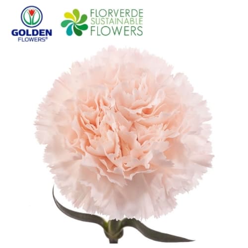 CARNATION PEACH BRUT (S2PC) FANCY
