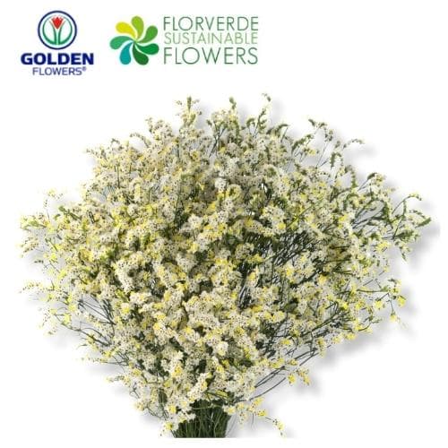 LIMONIUM WHITE SINENSIS (SEWH) 60CM