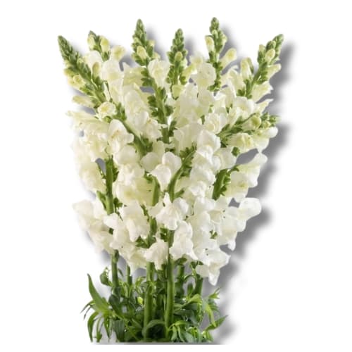 Snapdragon (snwh) White 85cm