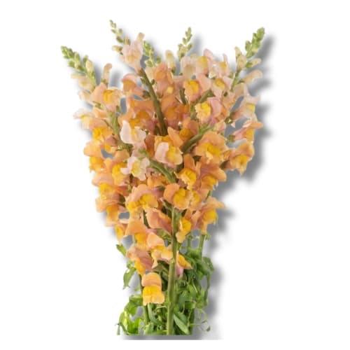 Snapdragon (snor) Orange 85cm