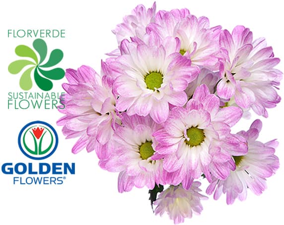 Daisy Airbrush (danl) Lavender Novelty 75cm