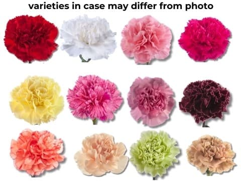 Carnation Rd,wht,pnk,purp, Drk Pink (s2at) Asst Fancy