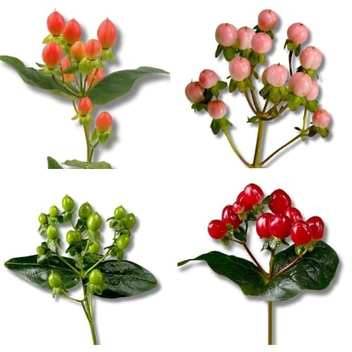 HYPERICUM ASST GRN,PNK,RED,PEACH (U6AT-G012) 60CM