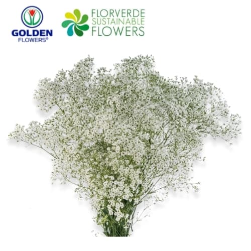 Gyp Wild Pearl (gywp) White 80cm