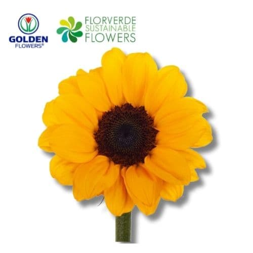 SUNFLOWERS YELLOW (SUYW) 65CM