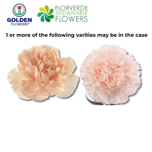 CARNATION PEACH (S2PC) FANCY