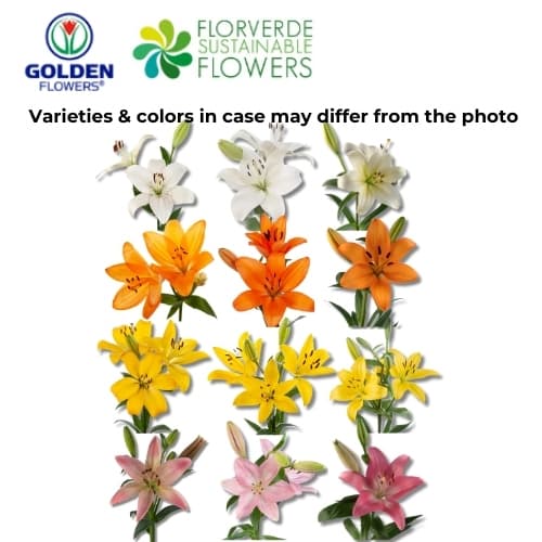 LILY HYBRID ASST 3 plus blooms per stem (LAAT) 70CM
