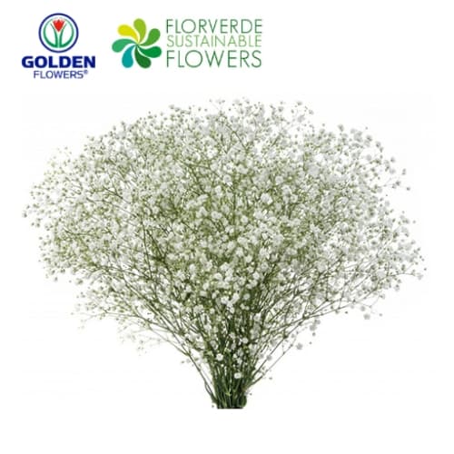 Gyp Cosmic (gyic) White 80cm