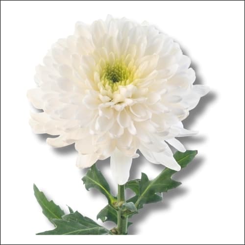 Cremon Arctic Queen (crwh) White Select