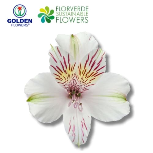 ALSTRO WHITE Himalaya (A1WH) SELECT
