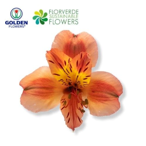 ALSTRO ORANGE Orange Queen (A0OR) SUPER SELECT