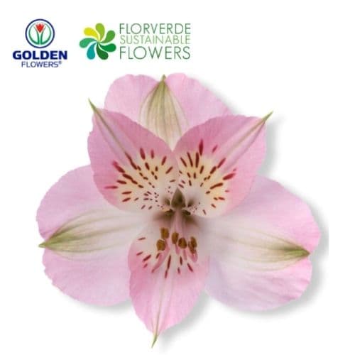 ALSTRO PINK Dubai (A1PK) SELECT