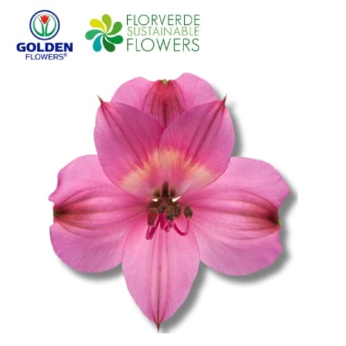 ALSTRO PINK - DARK Intenz Pink (A1DP) SELECT