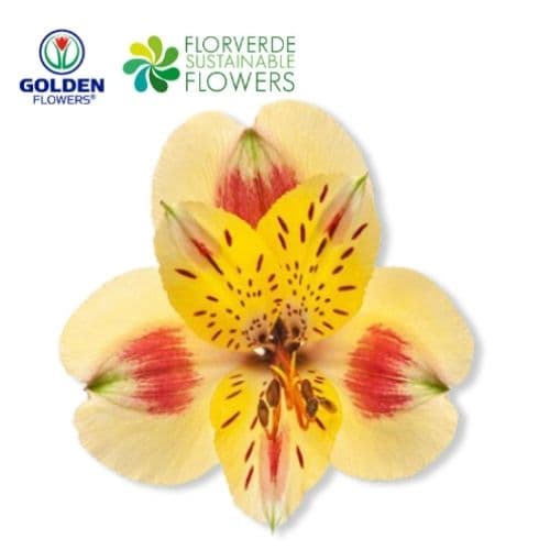 ALSTRO YELLOW Bali (A1YW) SELECT