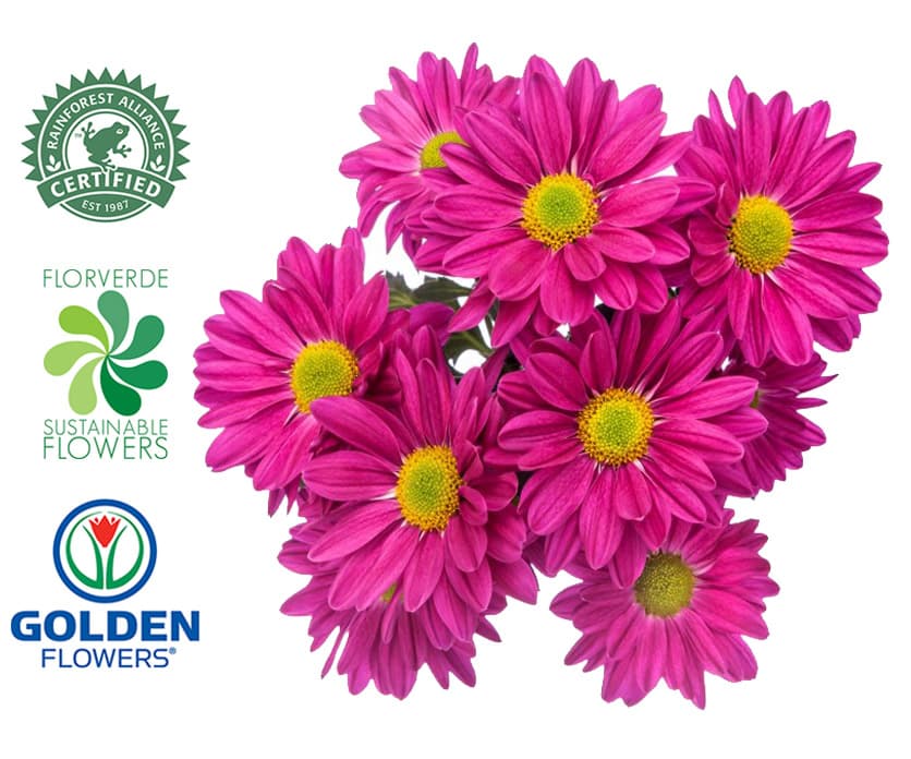 Daisy Can Can (dapu) Purple 75cm