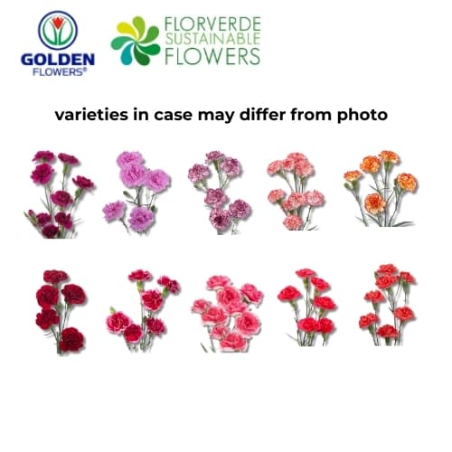 Minicarnation 5 Color Minimum Per Case (mcnc) Novelty Asst Select