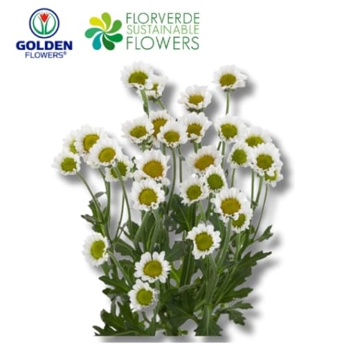 MICROPOM WHITE ICONFETTI (CFWH) 70CM