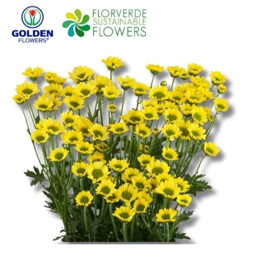 MICROPOM YELLOW ICONFETTI (CFYW) 70CM