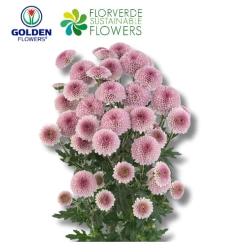 MICROPOM LAVENDER ICONFETTI (CFLV) 70CM