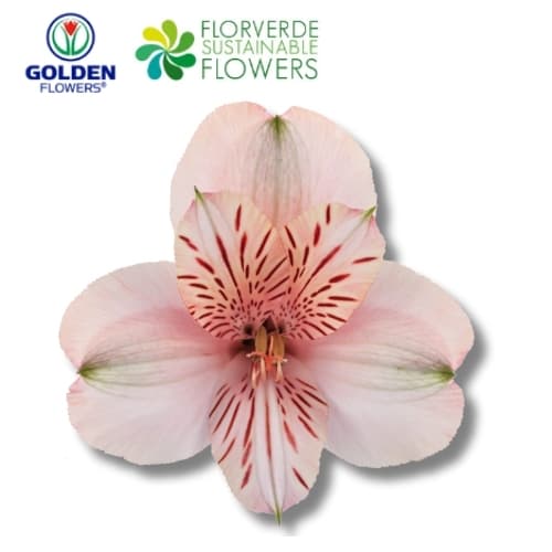 Alstro Canyon (a0pc) Peach Super Select