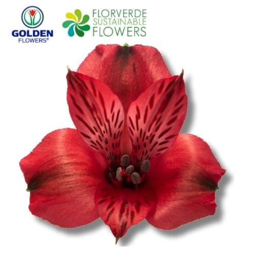 ALSTRO RED NADYA (A1RD) SELECT