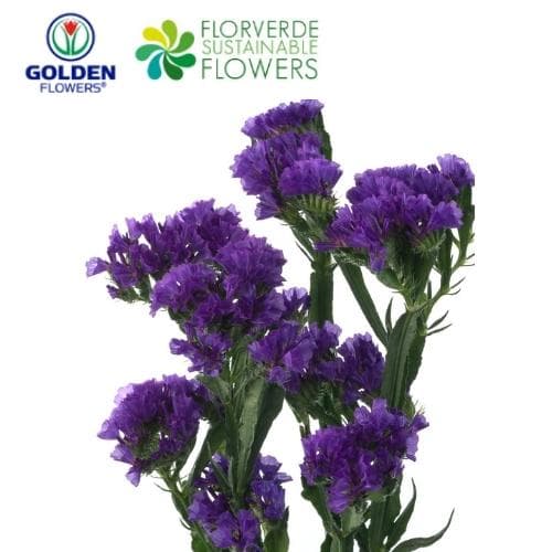 STATICE PURPLE (SAPU) 65CM