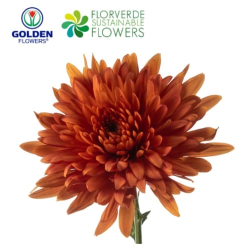 Cremon Copper (crbz) Bronze Select