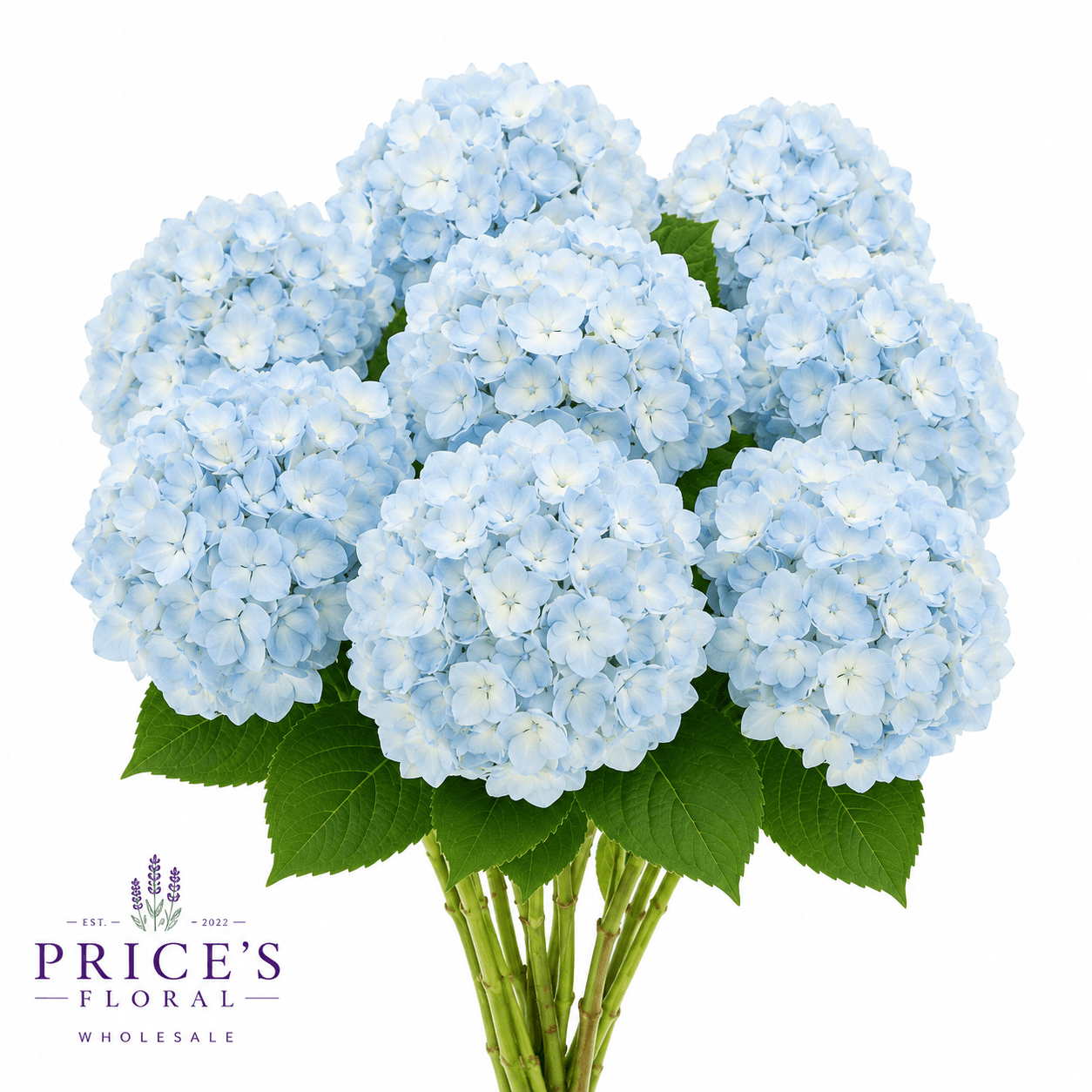 Hydrangea Blue Select