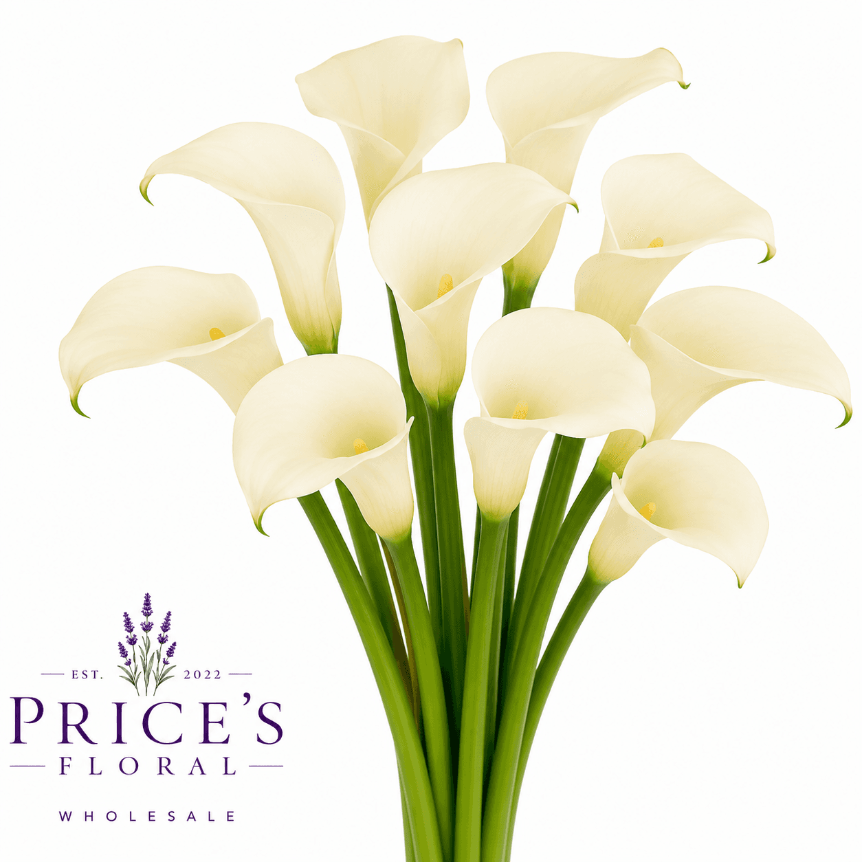 Mini Calla Ivory Art White 50