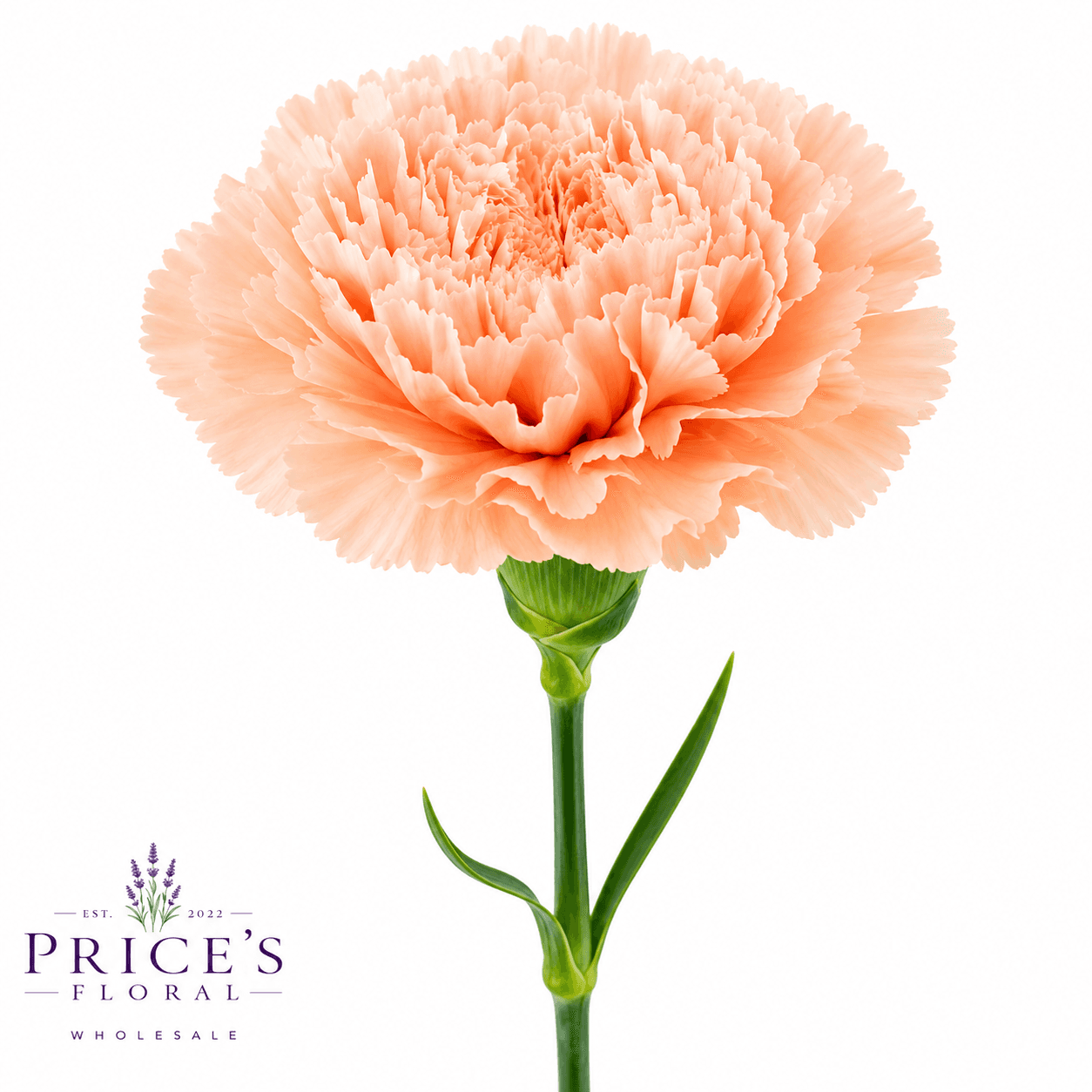 Carns Novia Peach Select