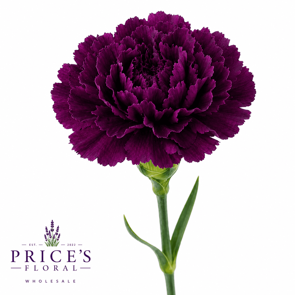 Carnations Monsenor Purple Fancy