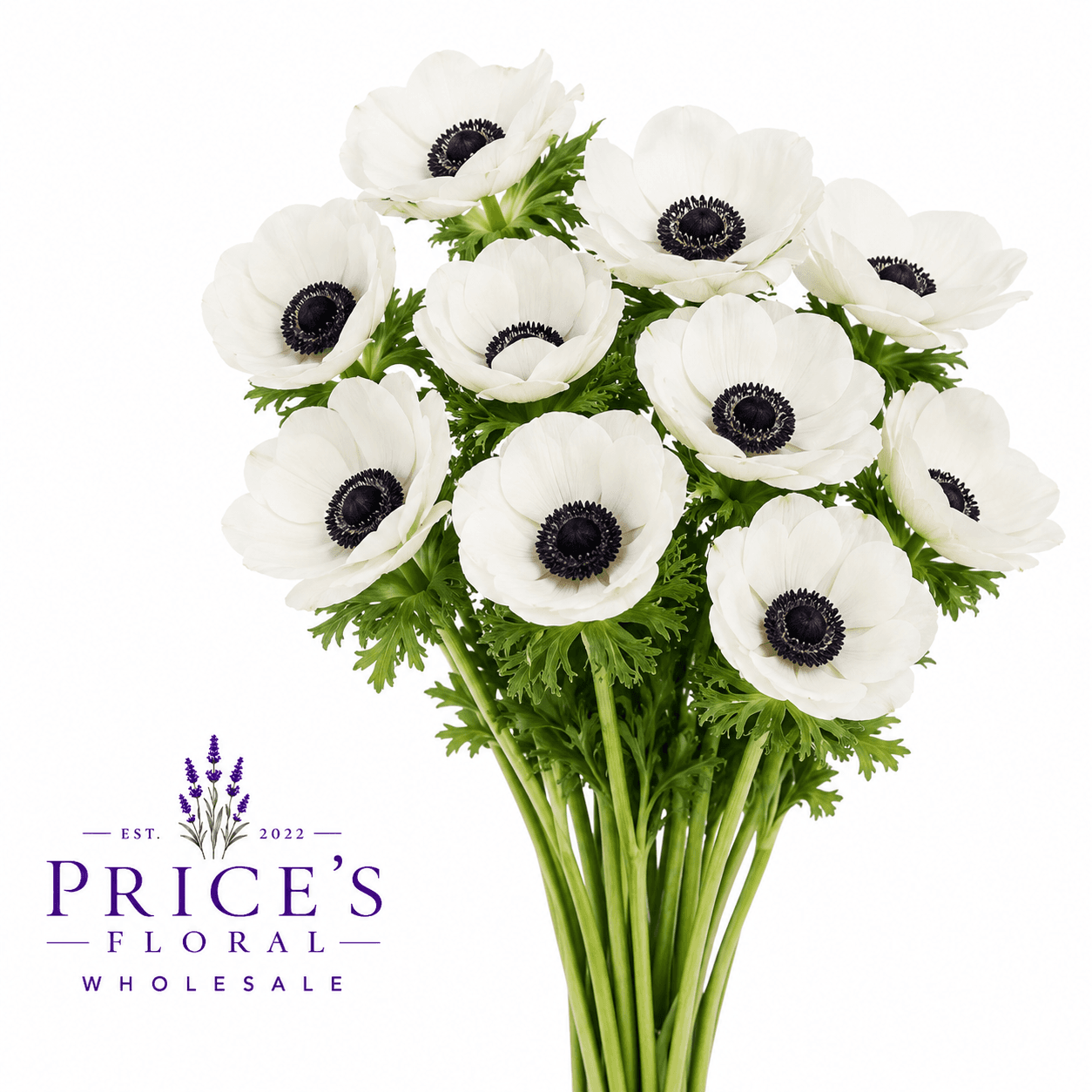 Anemone Spx White 30/35cm