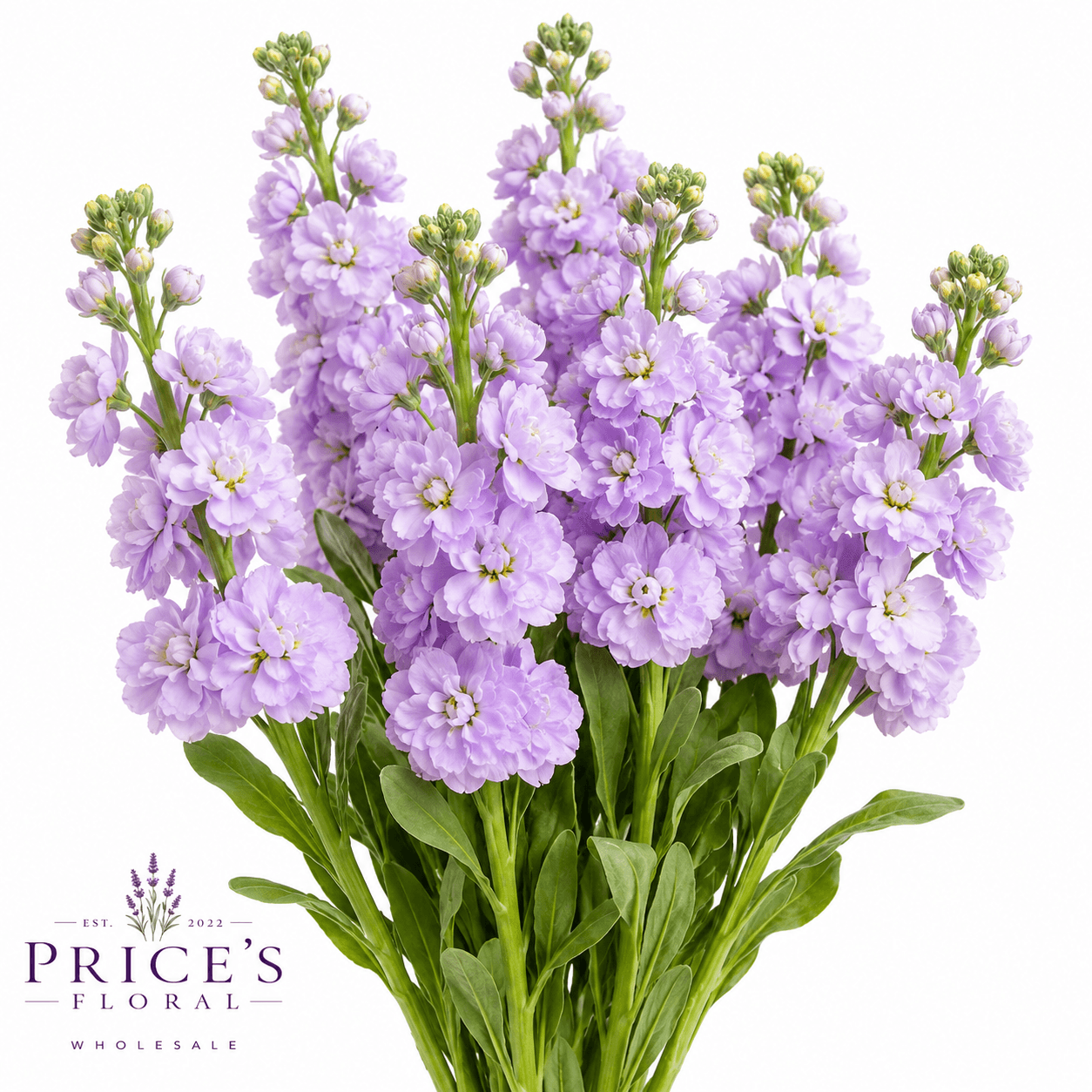 Stock 12bu/bx Lavander 70cm