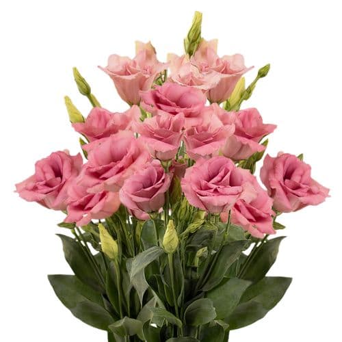 Lisianthus VIP Apricot