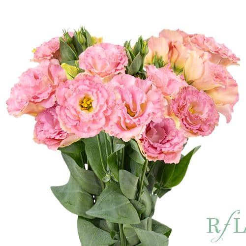 Lisianthus Luxe Champagne