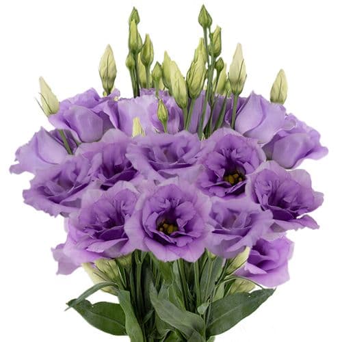Lisianthus VIP Lavender