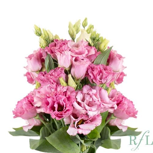 Lisianthus Luxe Light Pink