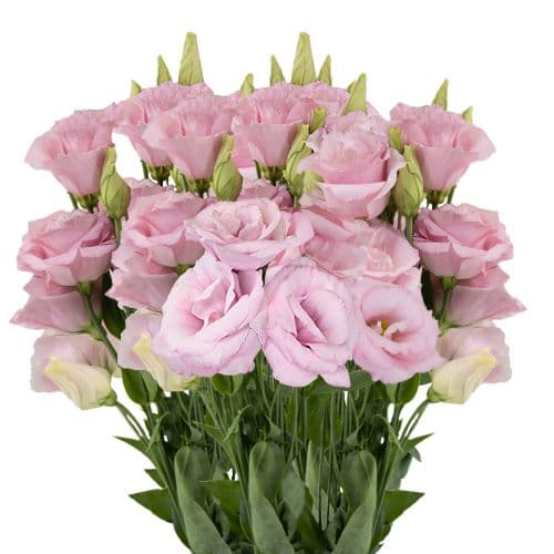 Lisianthus VIP Light Pink