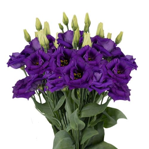 Lisianthus VIP Purple