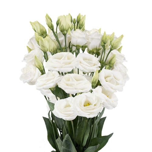 Lisianthus VIP White