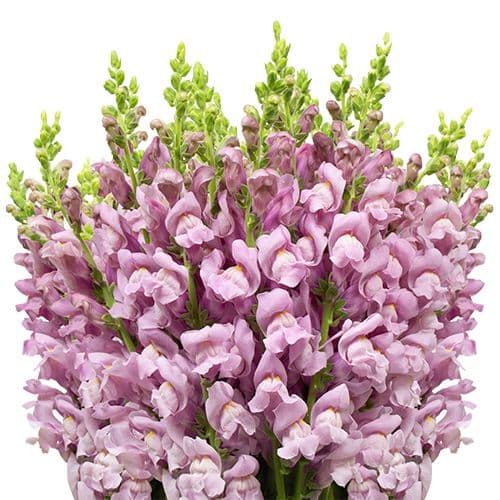 Snapdragon Large Lavender