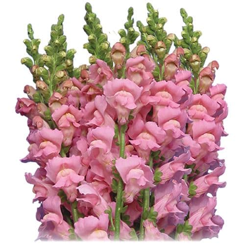 Snapdragon Large Light Pink