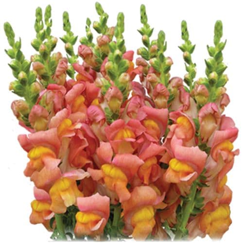 Snapdragon Large Orange