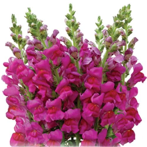 Snapdragon Large Purple